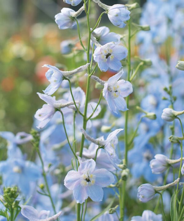 Delphinium