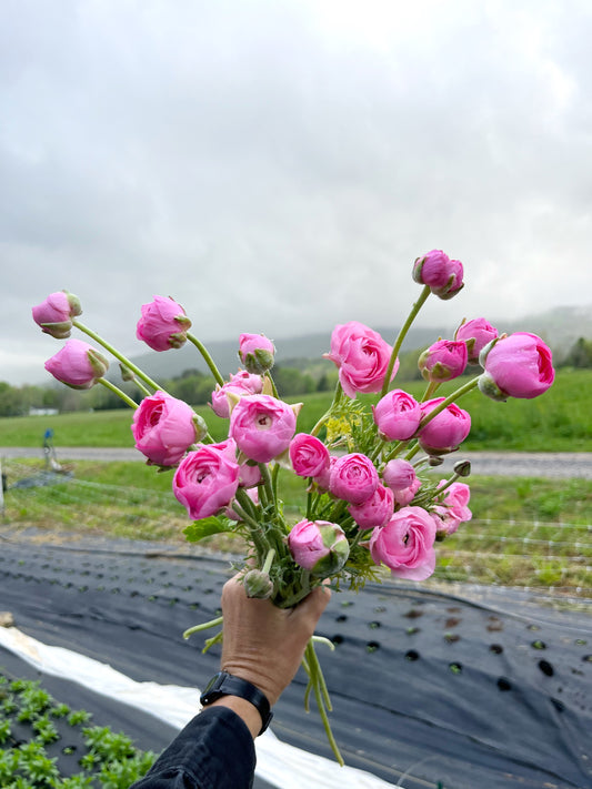 Ranunculus Regular Varieties image 0