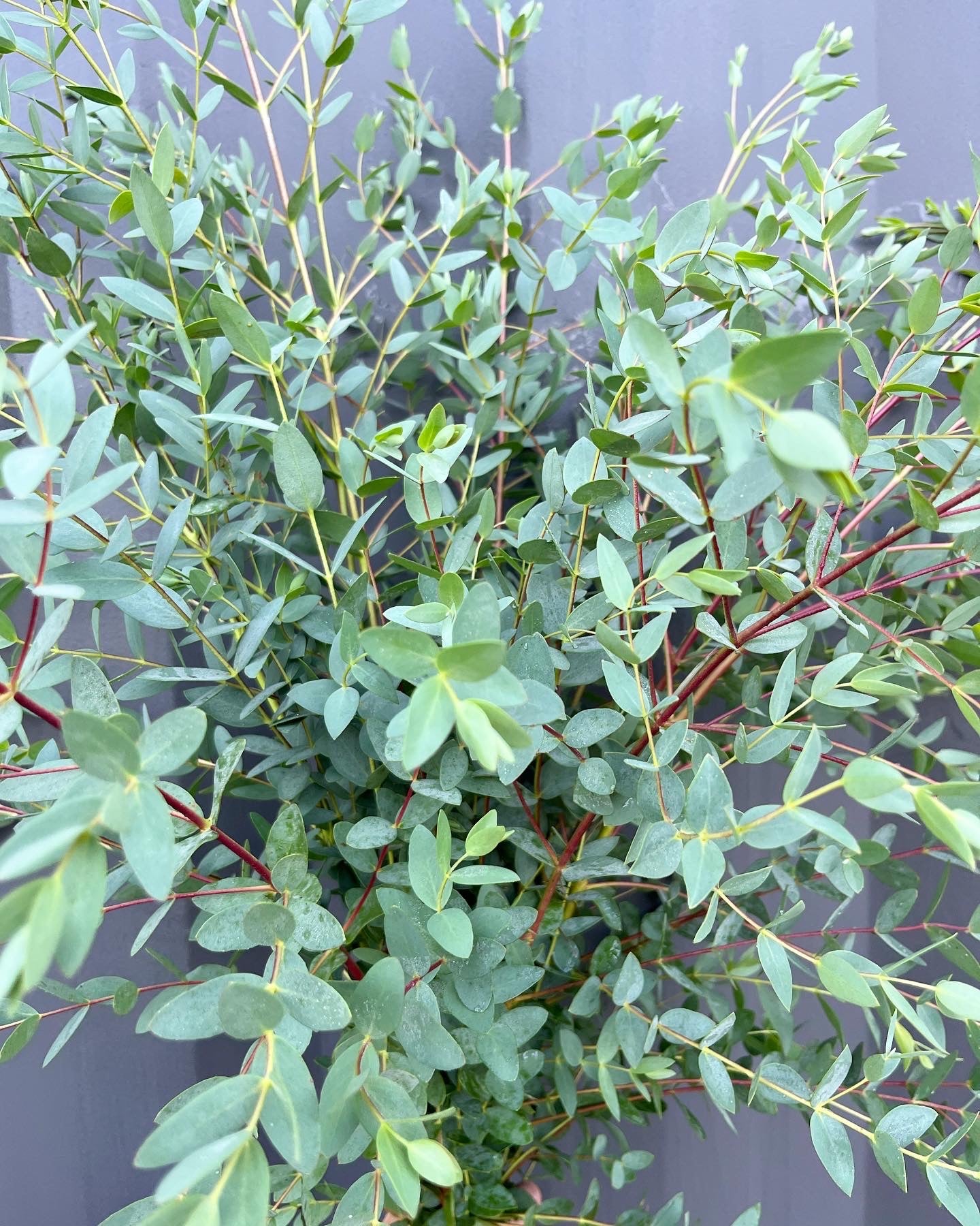 Greenery Bucket image 1