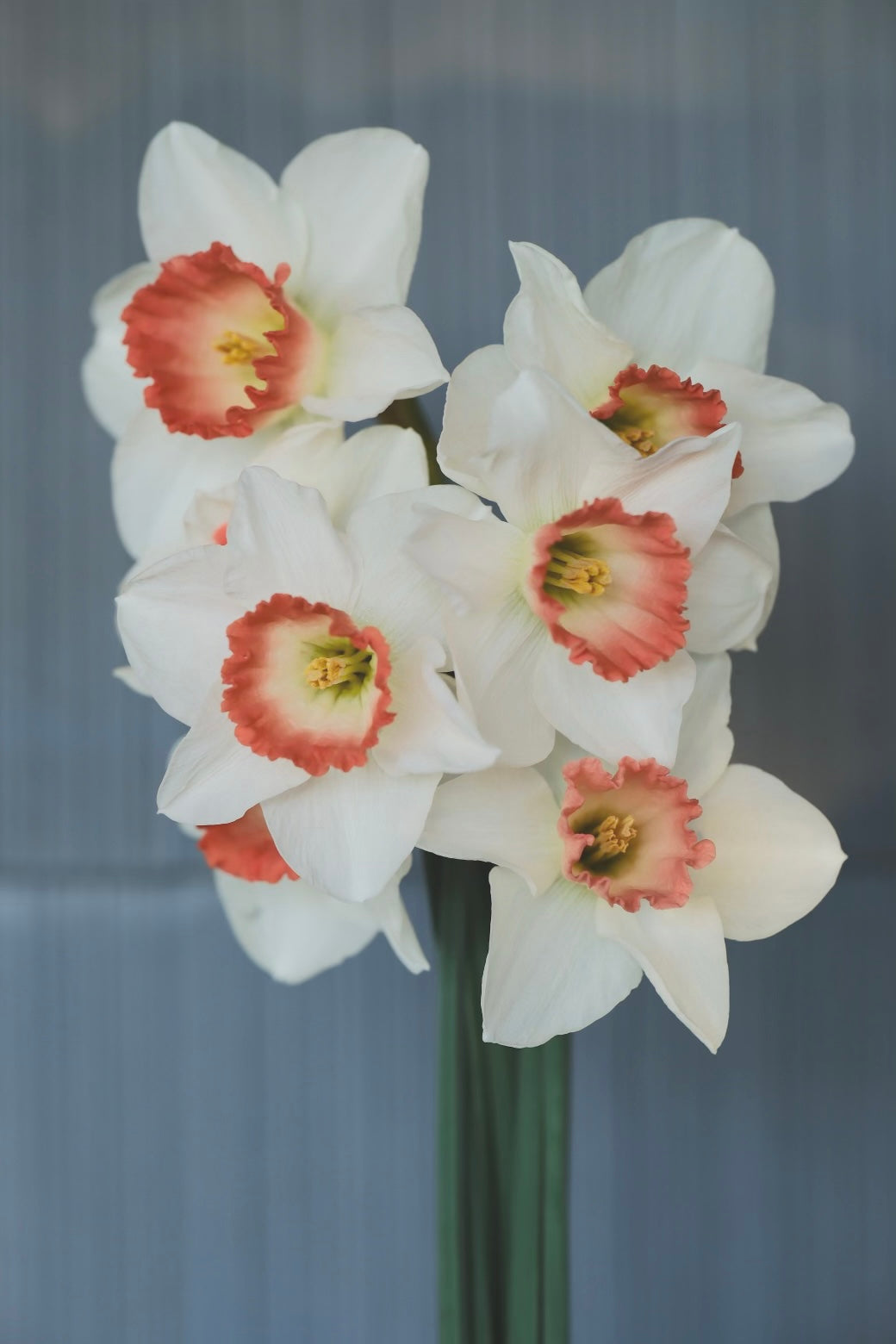 Daffodils image 3