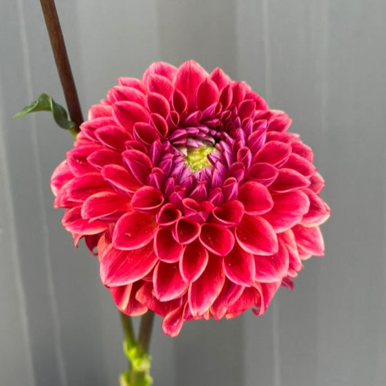 All that Jazz Dahlia Tuber