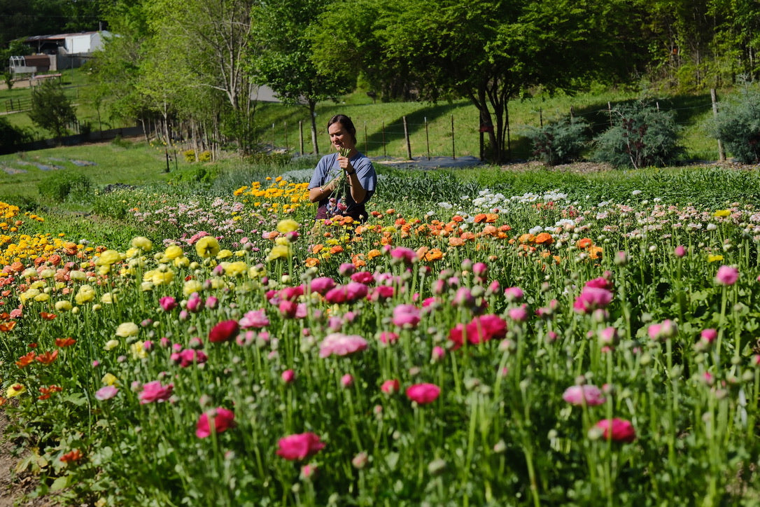 Ranunculus U-Pick (April)