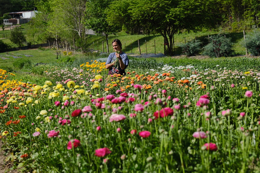 Ranunculus U-Pick (April)