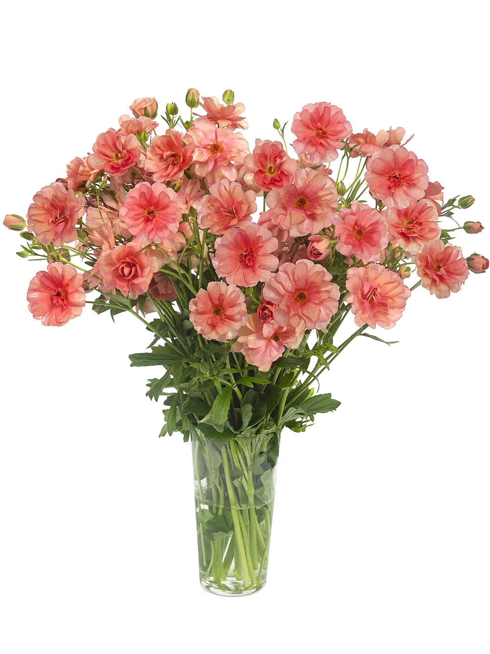 Ranunculus Specialty Varieties image 11