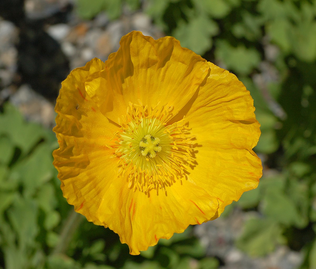 Poppies image 4