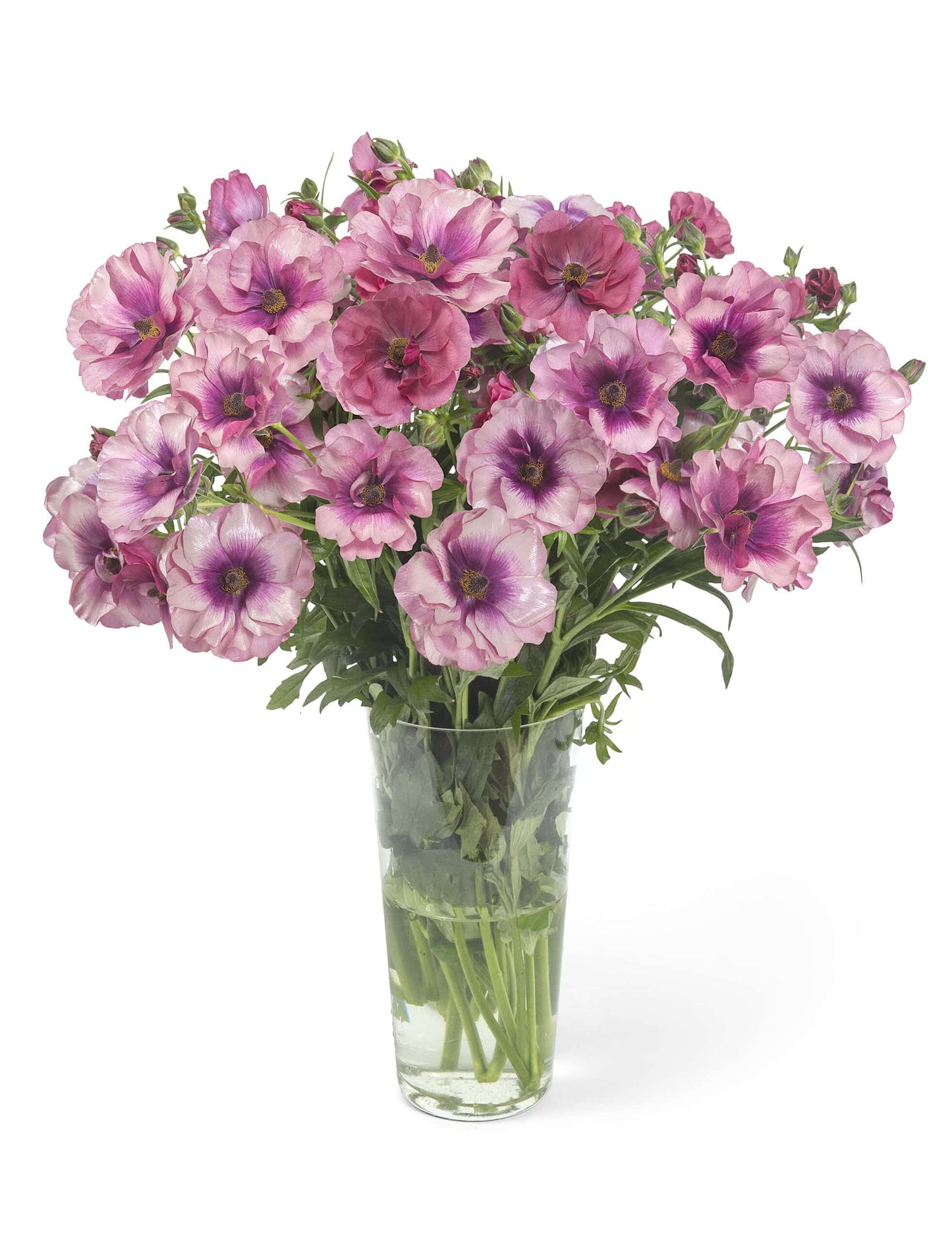 Ranunculus Specialty Varieties image 12