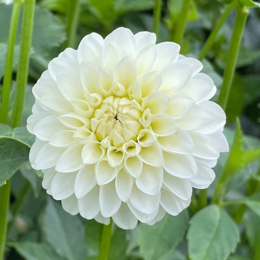 White Aster Dahlia Tuber