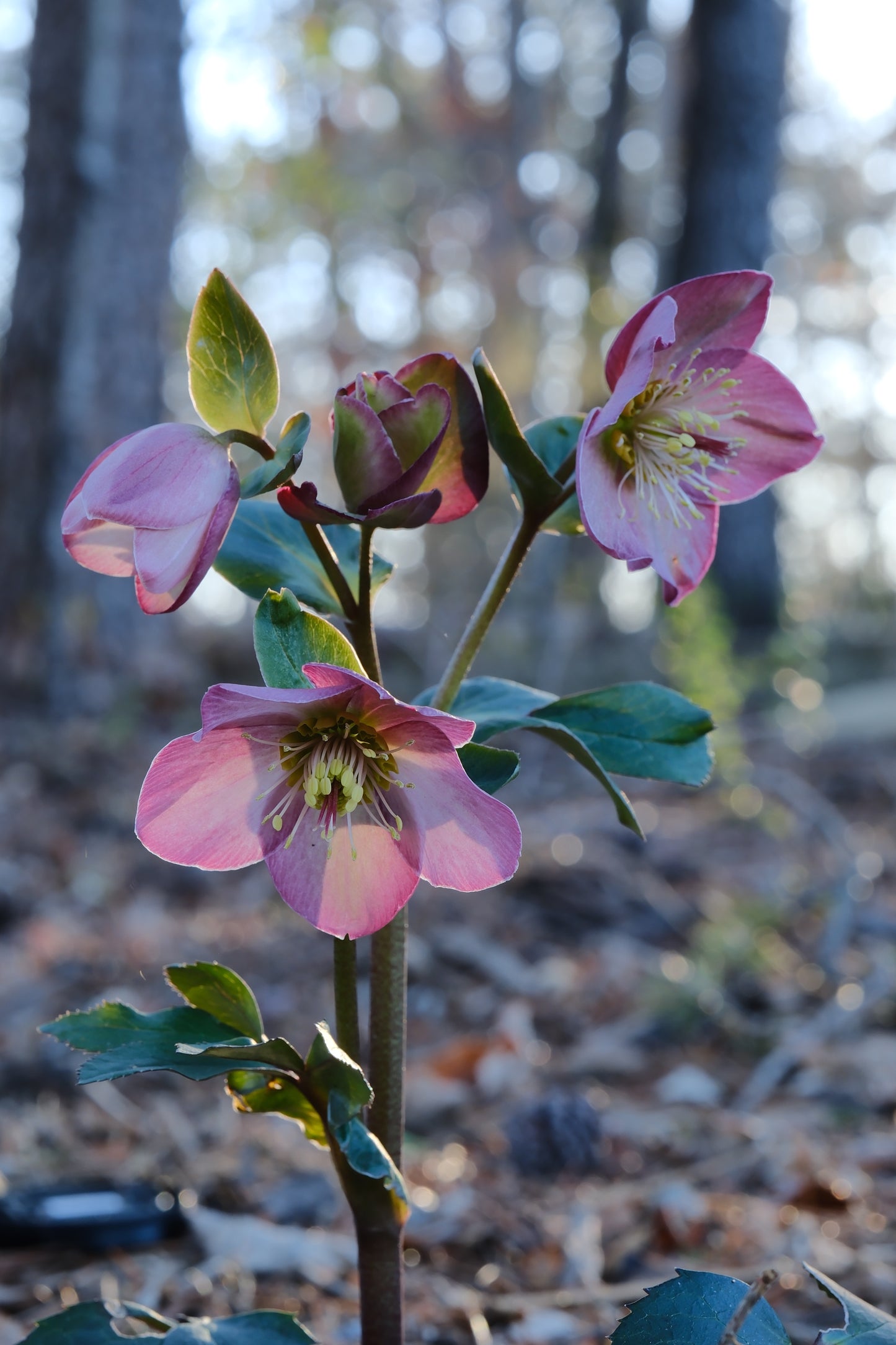 Hellebores image 0