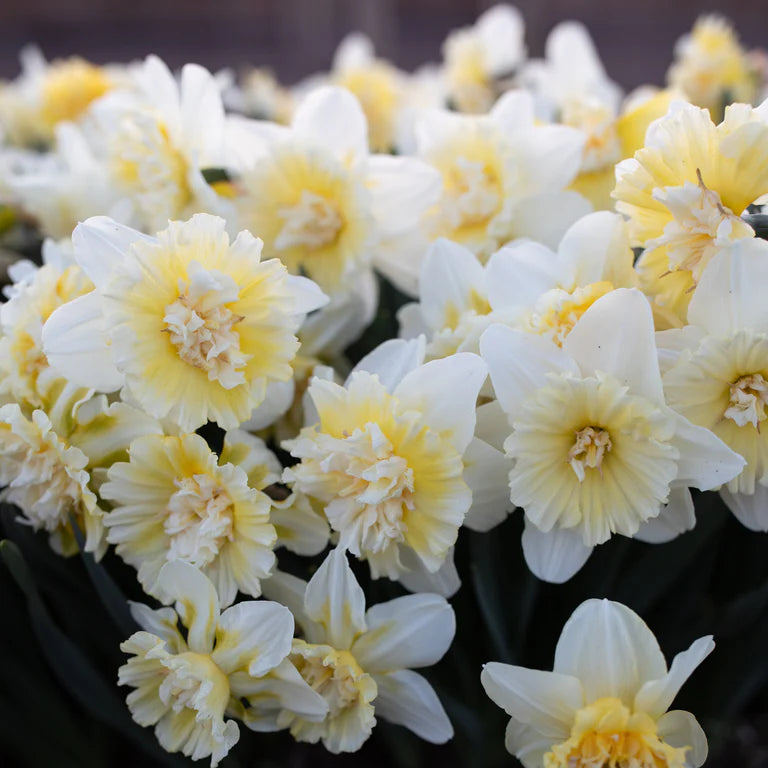 Daffodils image 1