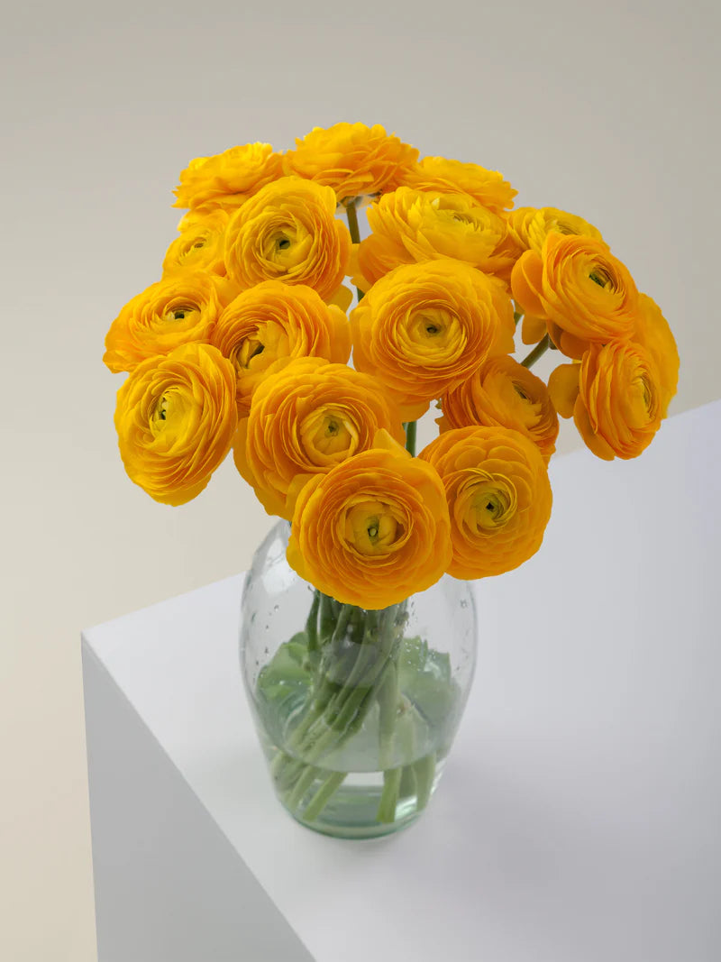 Ranunculus Specialty Varieties image 13