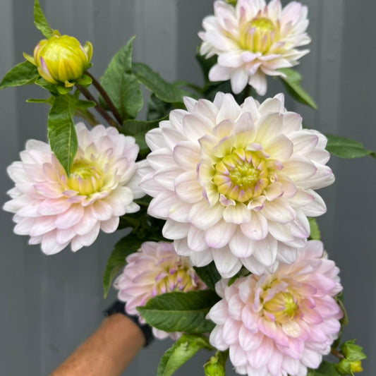 Silver Years Dahlia Tuber