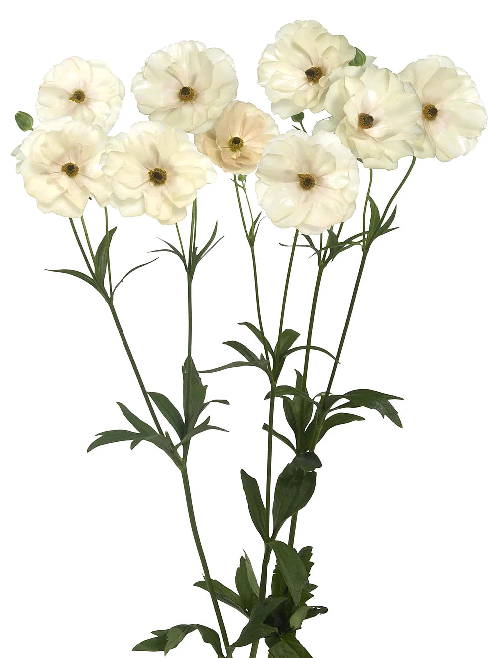 Ranunculus Specialty Varieties image 14