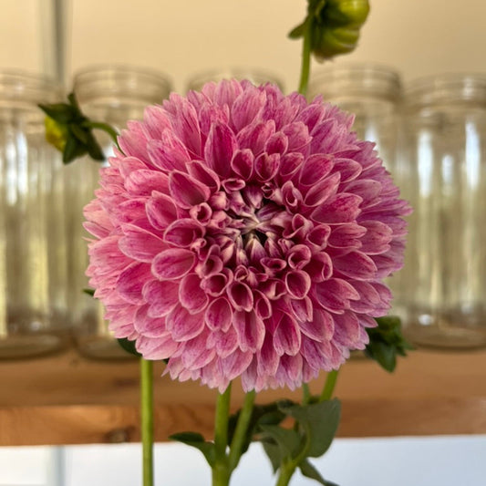 Pink Orsett Dahlia Tuber