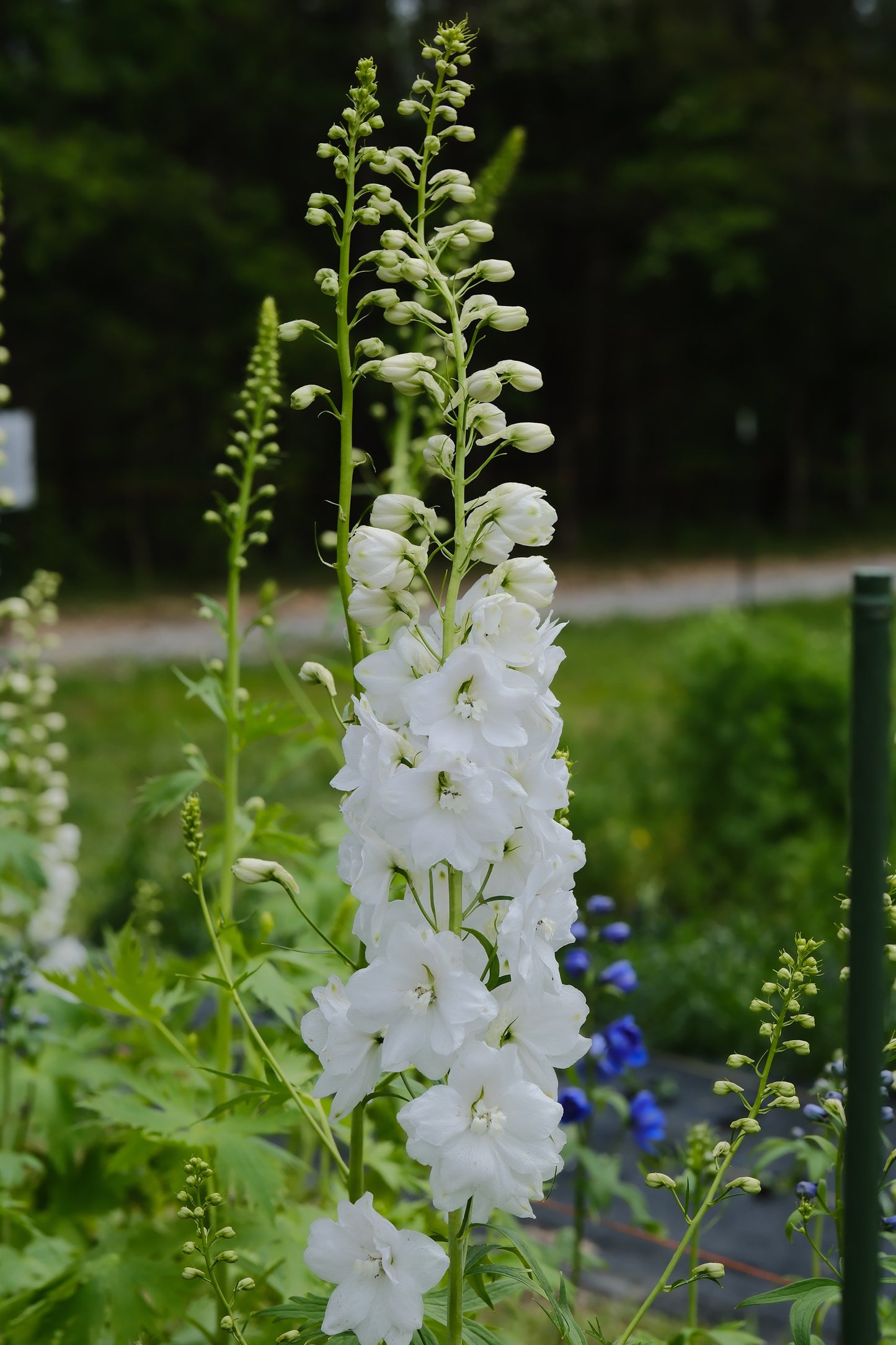 Delphinium