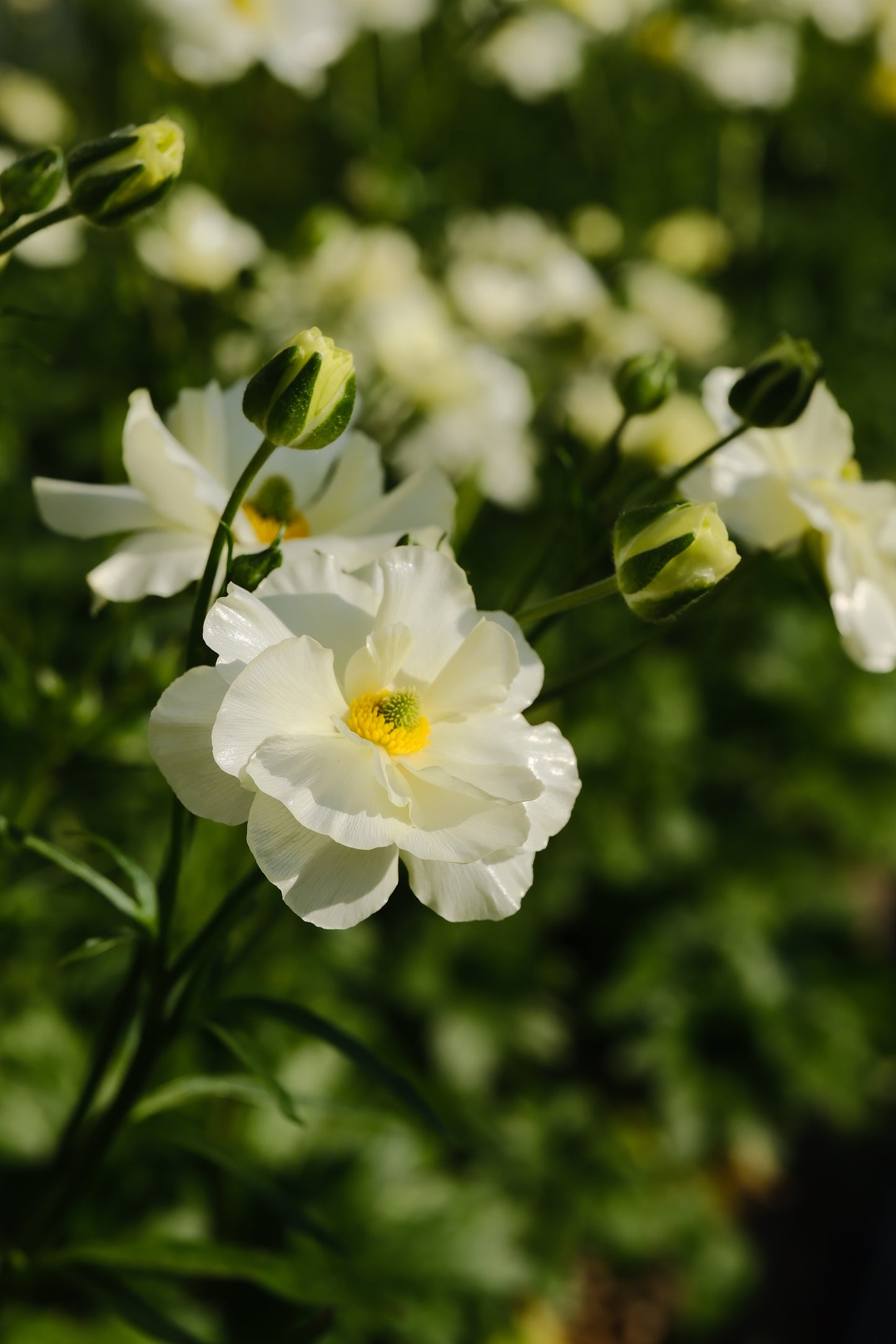 Ranunculus Specialty Varieties