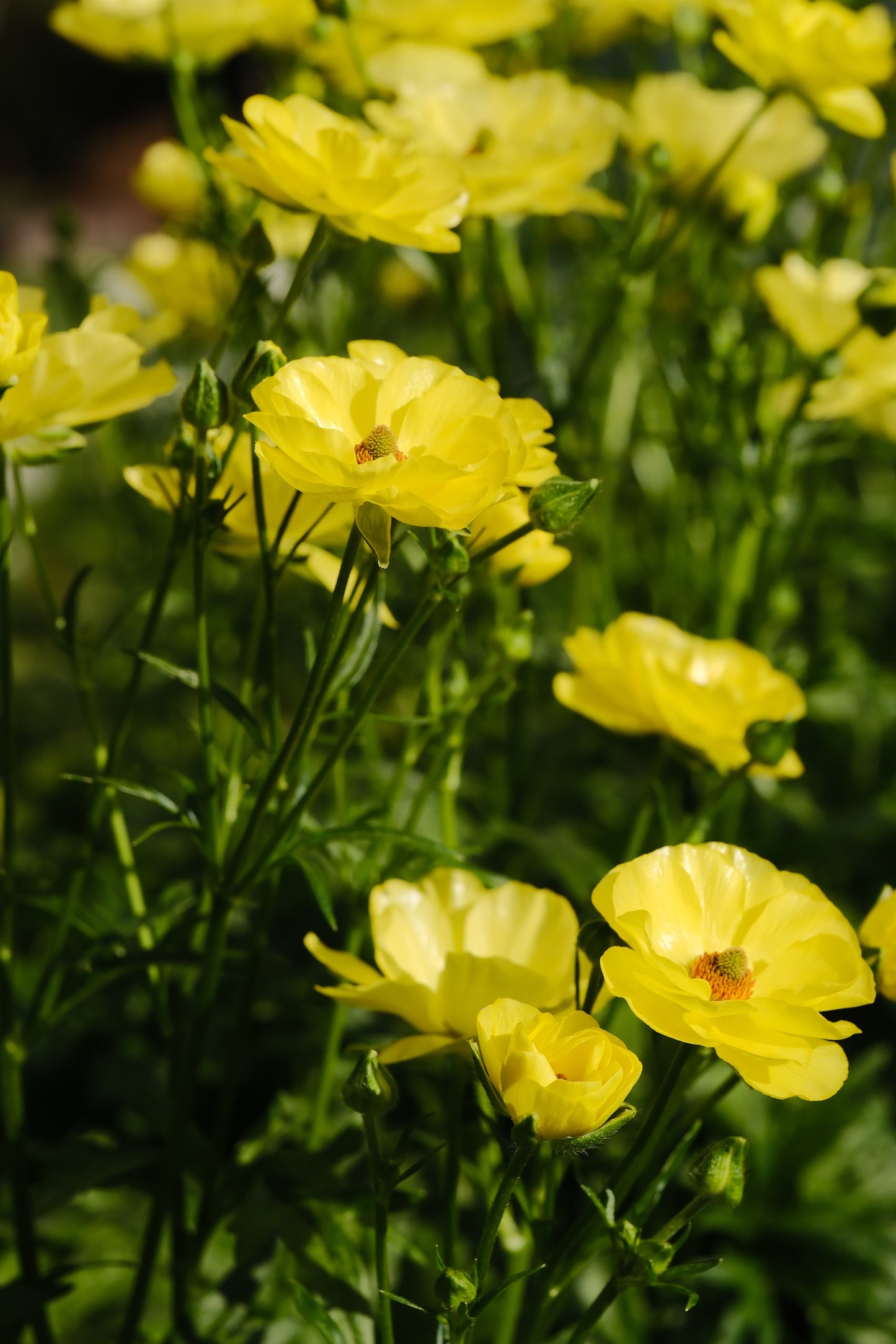 Ranunculus Specialty Varieties