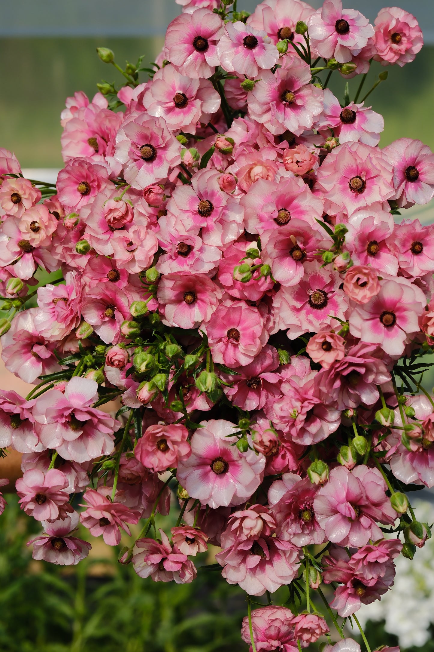 Ranunculus Specialty Varieties