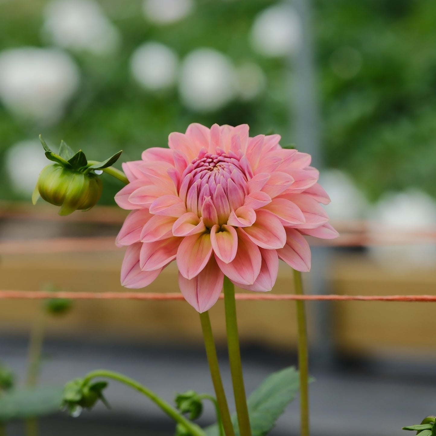 Linda's Baby Dahlia Tuber