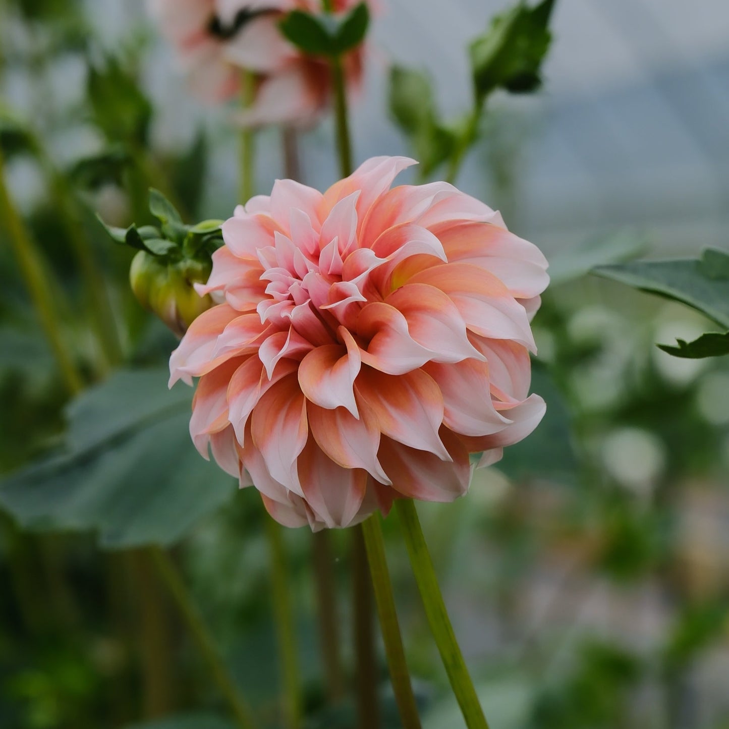 Peaches N' Cream Dahlia Tuber