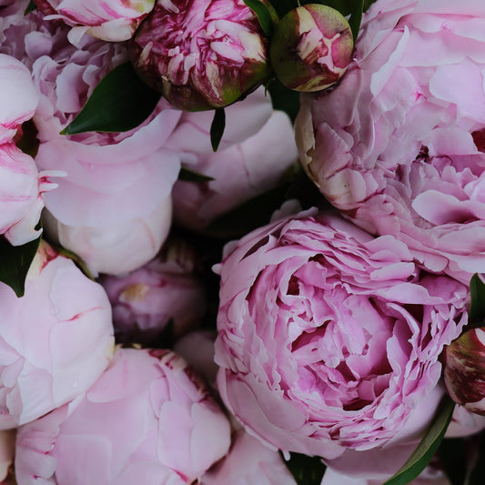 Peonies