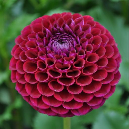 Ivanetti Dahlia Tuber