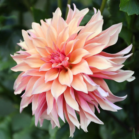 Labyrinth Dahlia Tuber