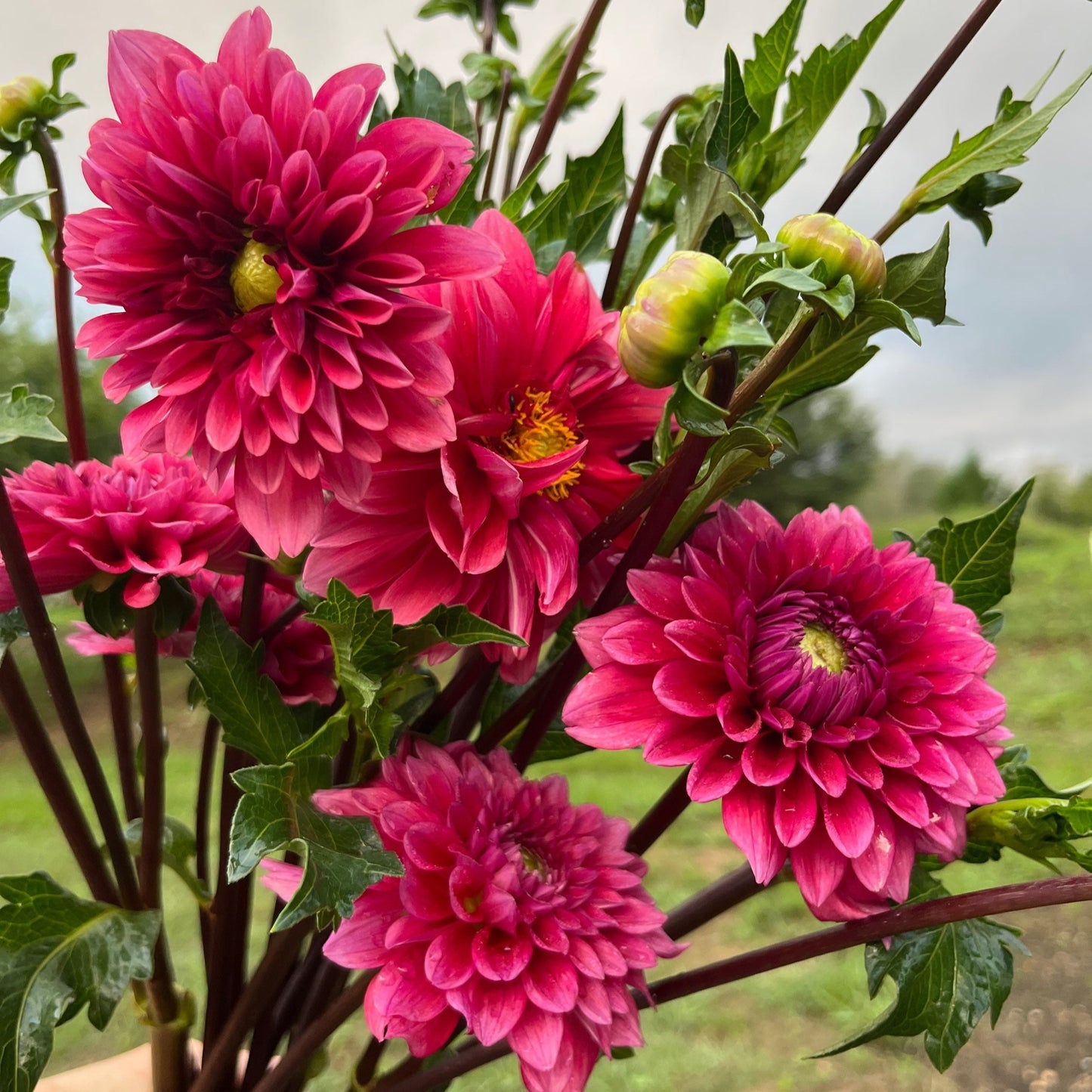 Mystique Dahlia Tuber