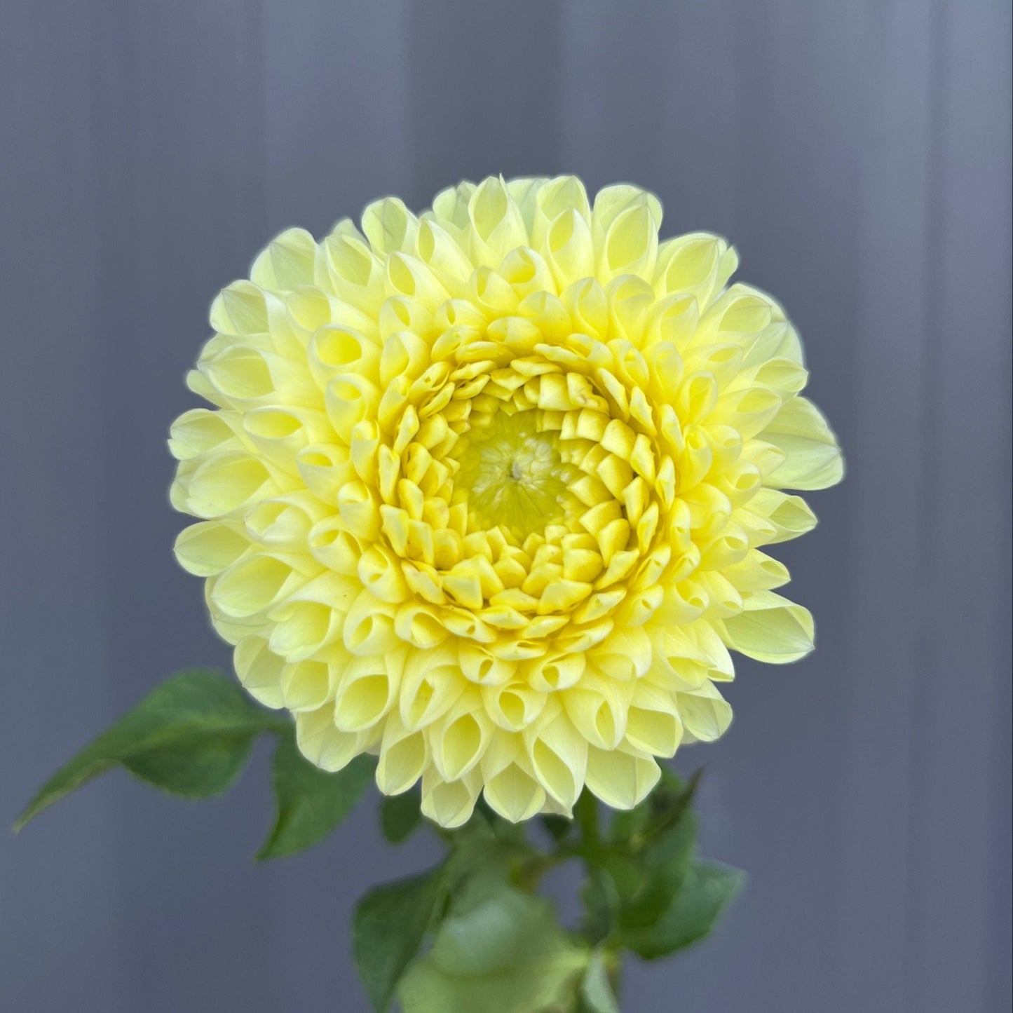 Polventon Supreme Dahlia Tuber