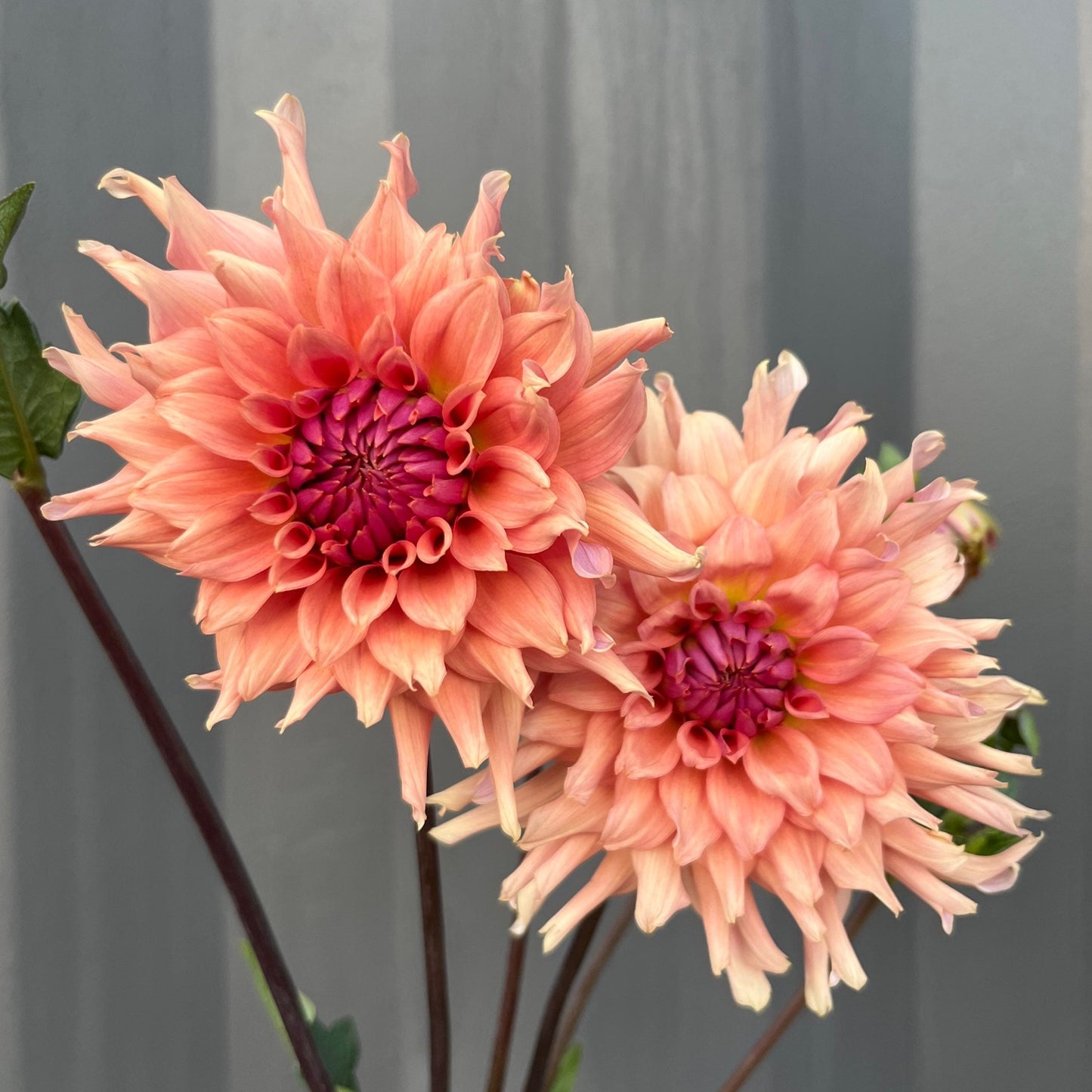 Terracotta Dahlia Tuber