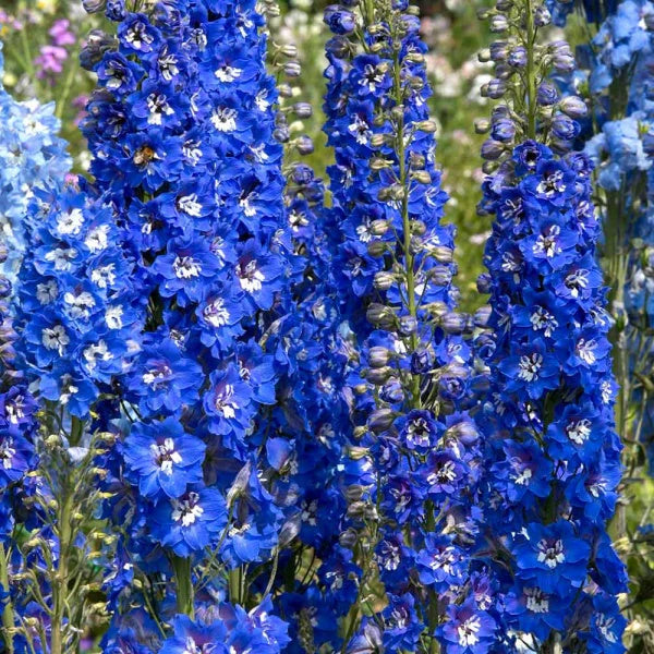 Delphinium