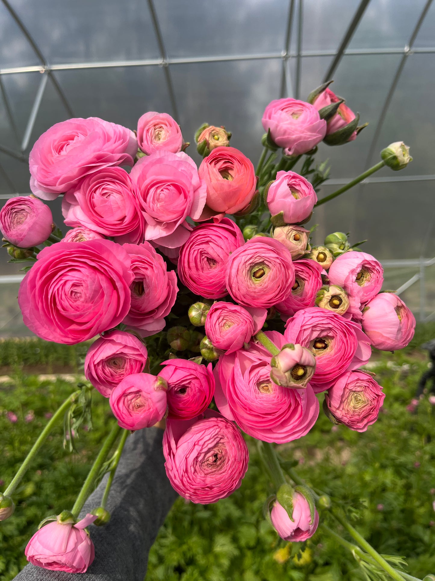 Ranunculus Specialty Varieties