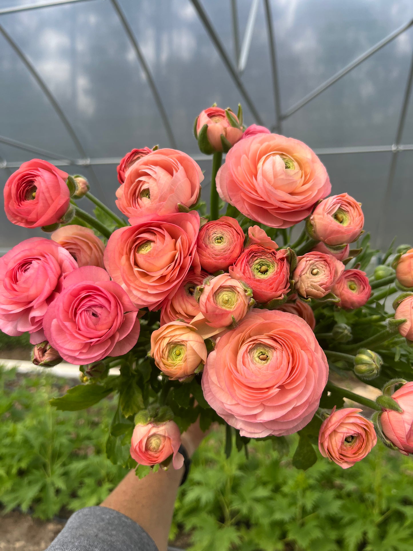 Ranunculus Specialty Varieties