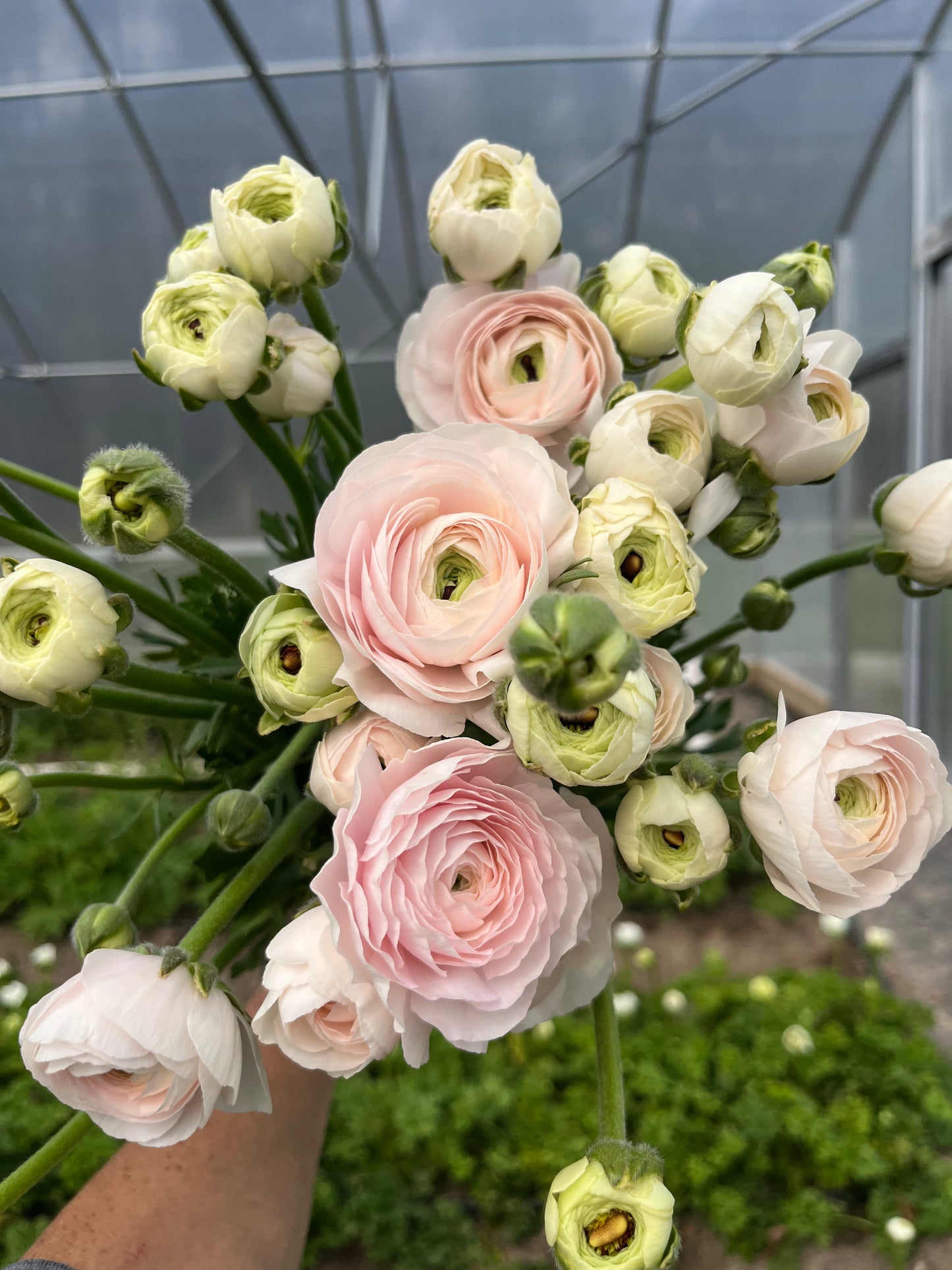 Ranunculus Specialty Varieties