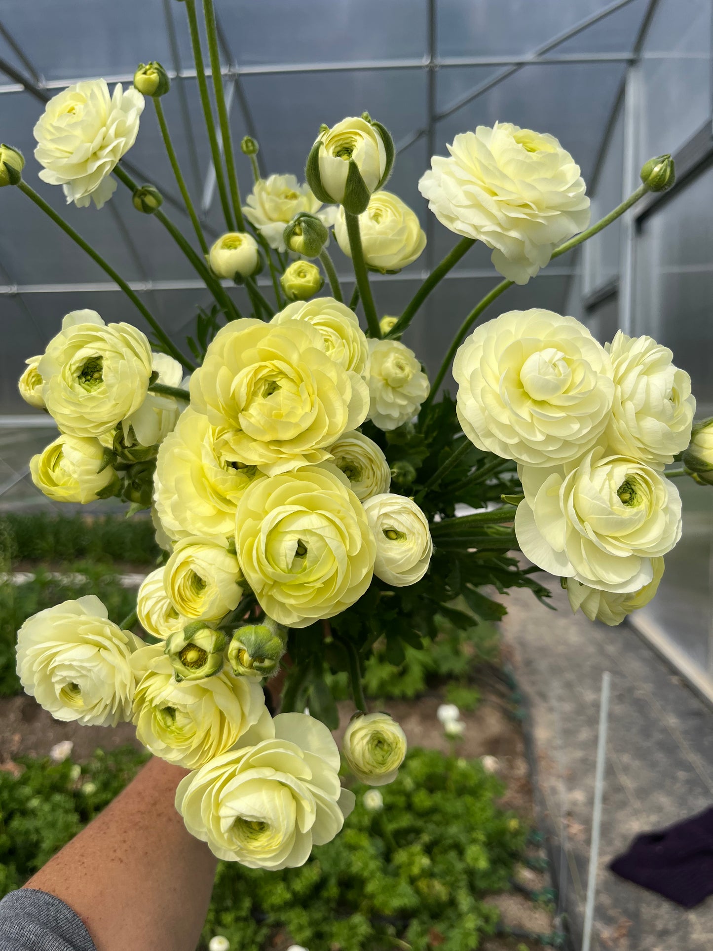 Ranunculus Specialty Varieties