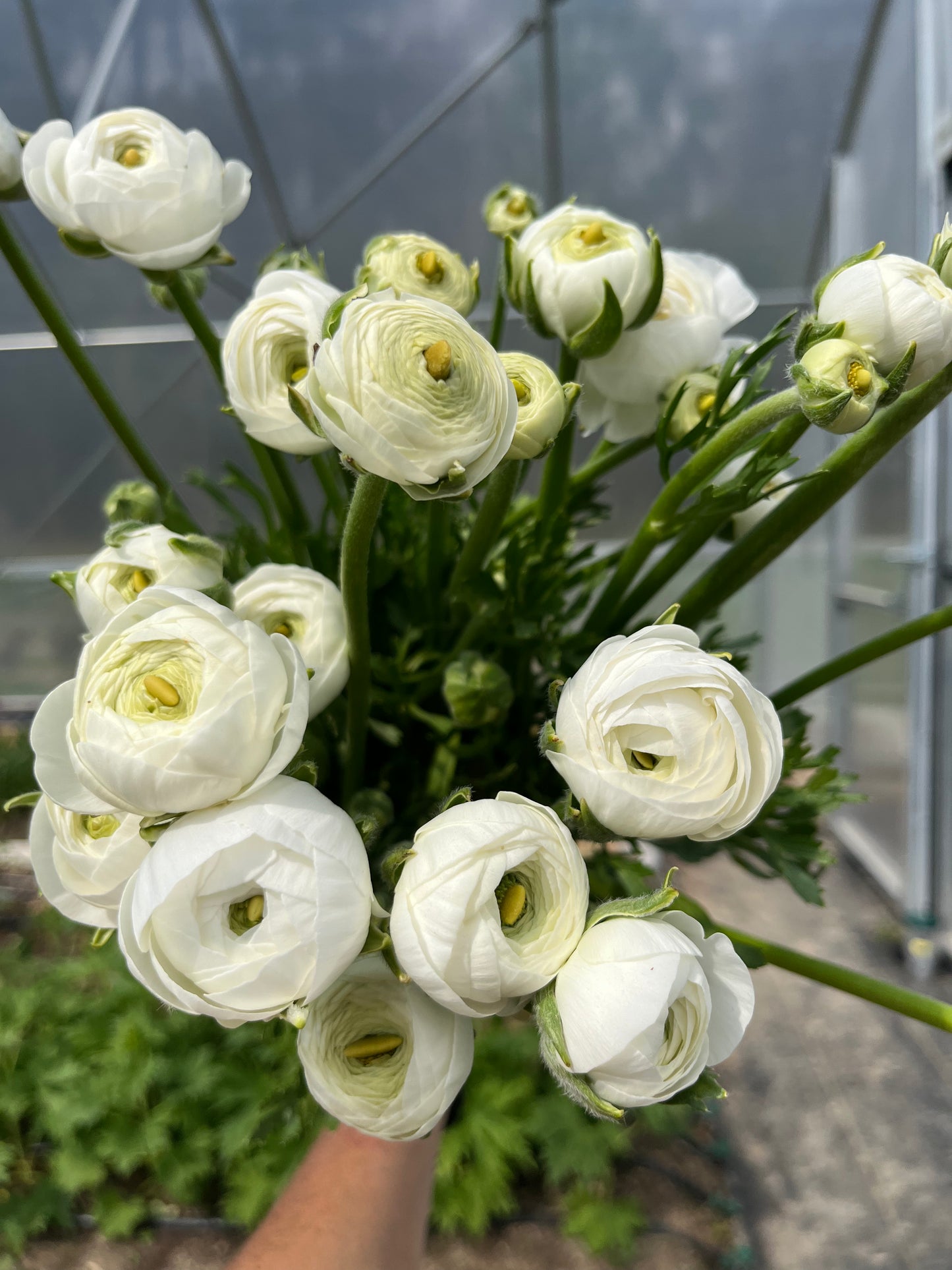 Ranunculus Specialty Varieties