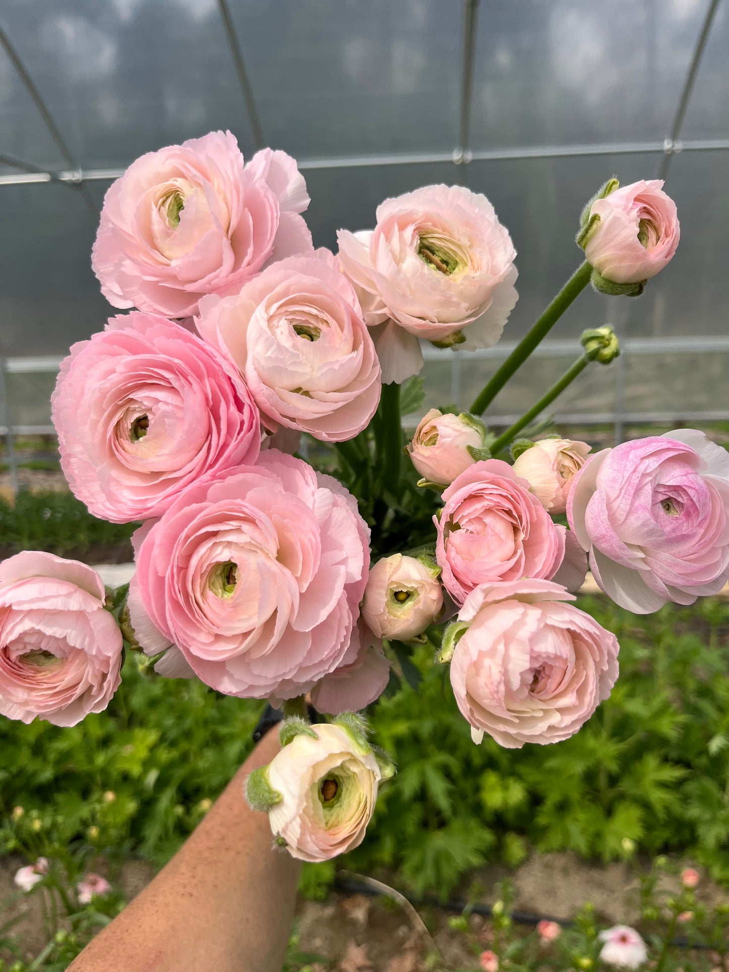 Ranunculus Specialty Varieties