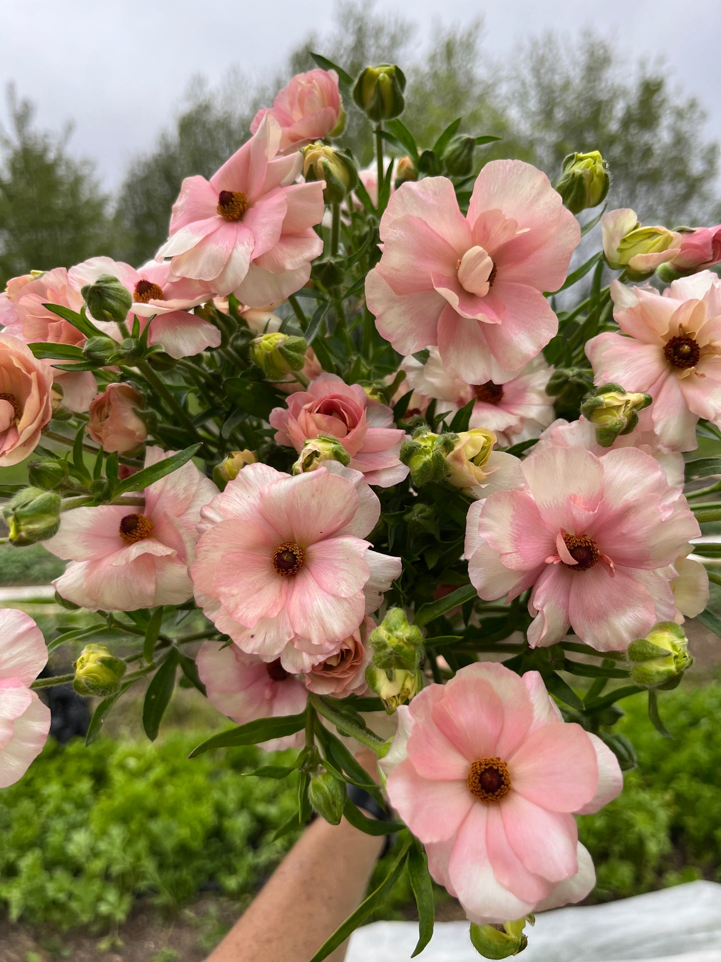 Ranunculus Specialty Varieties