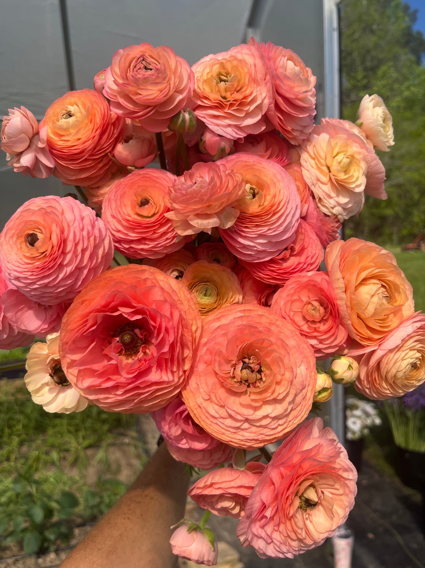 Ranunculus Specialty Varieties