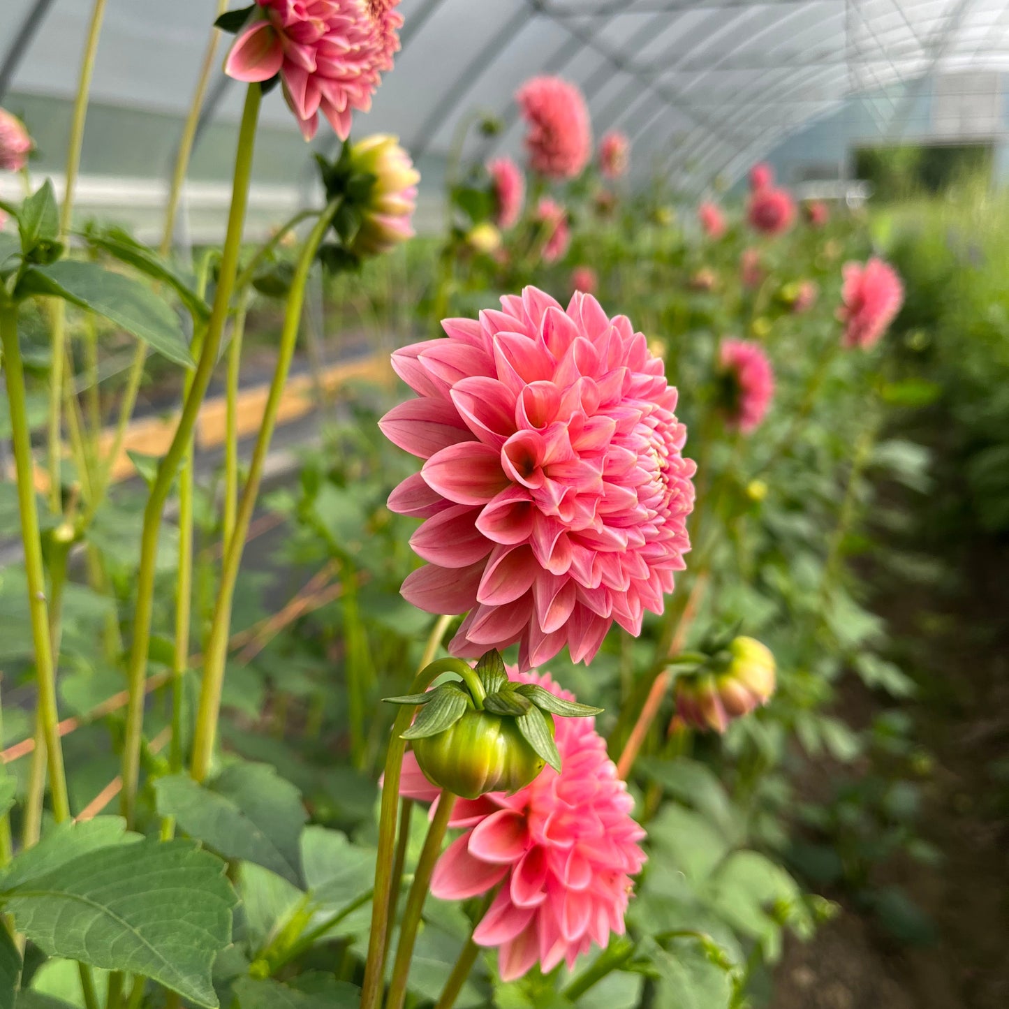 Linda's Baby Dahlia Tuber