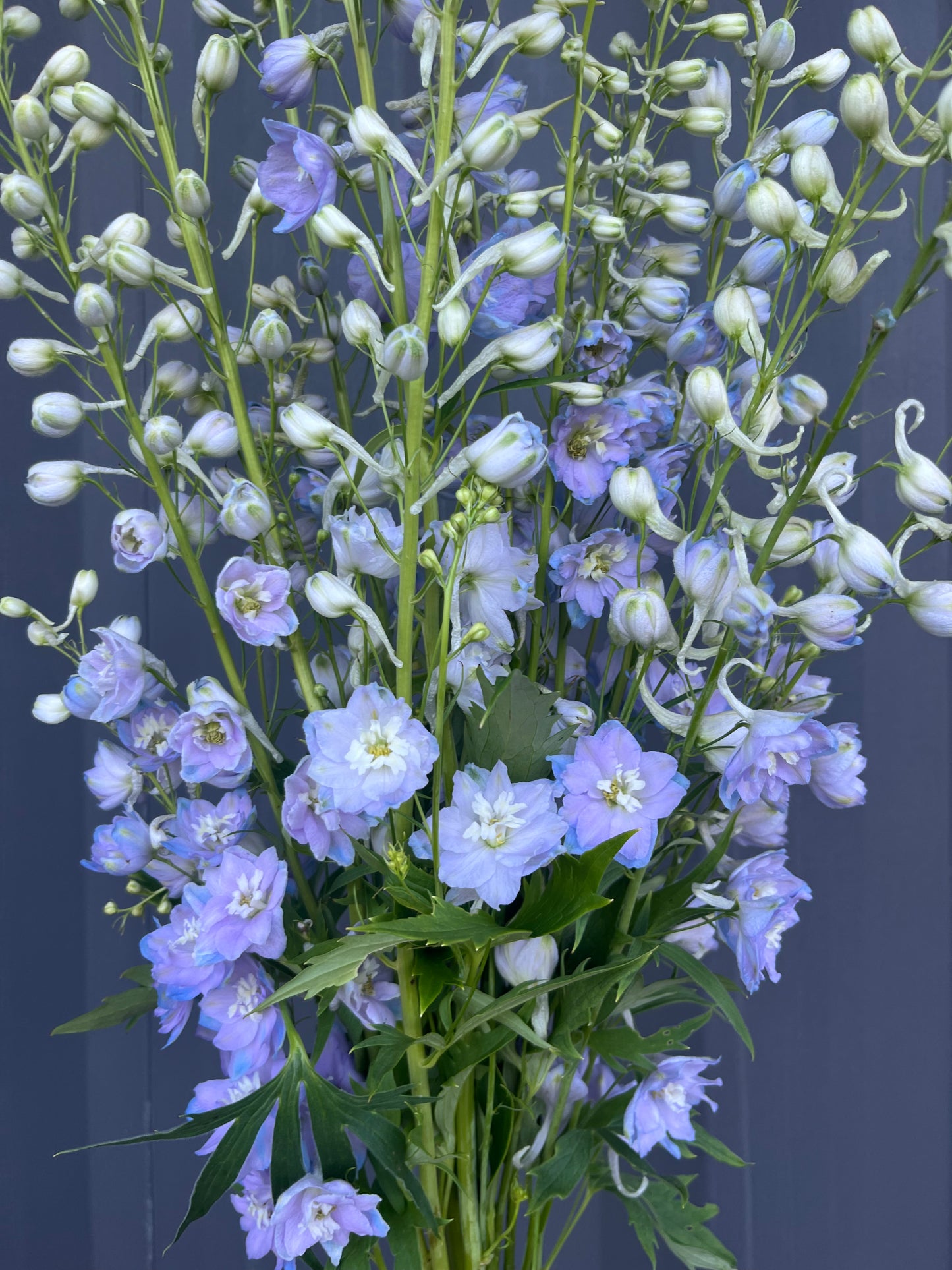 Delphinium