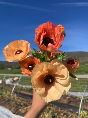 Ranunculus Tecolote Varieties