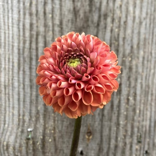 Cornel Bronze Dahlia Tuber