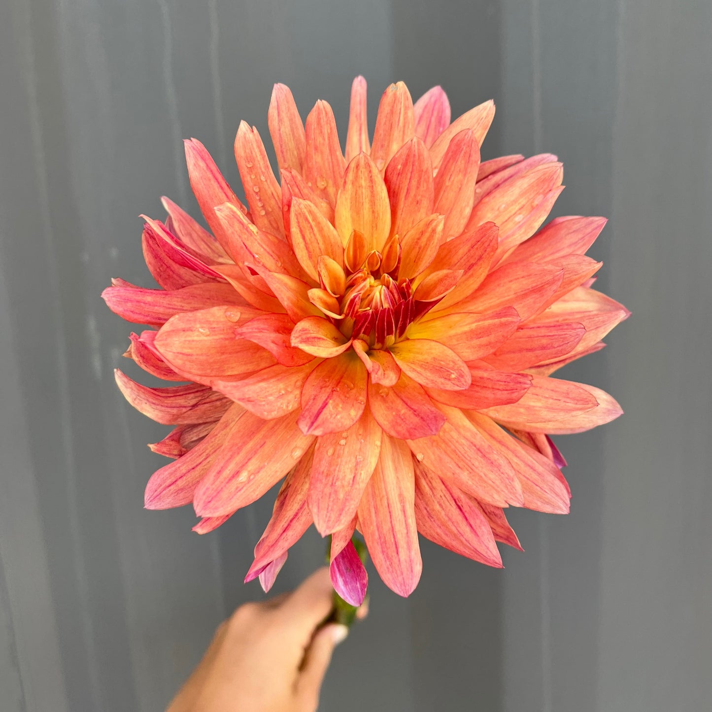 French Can Can Dahlia Tuber