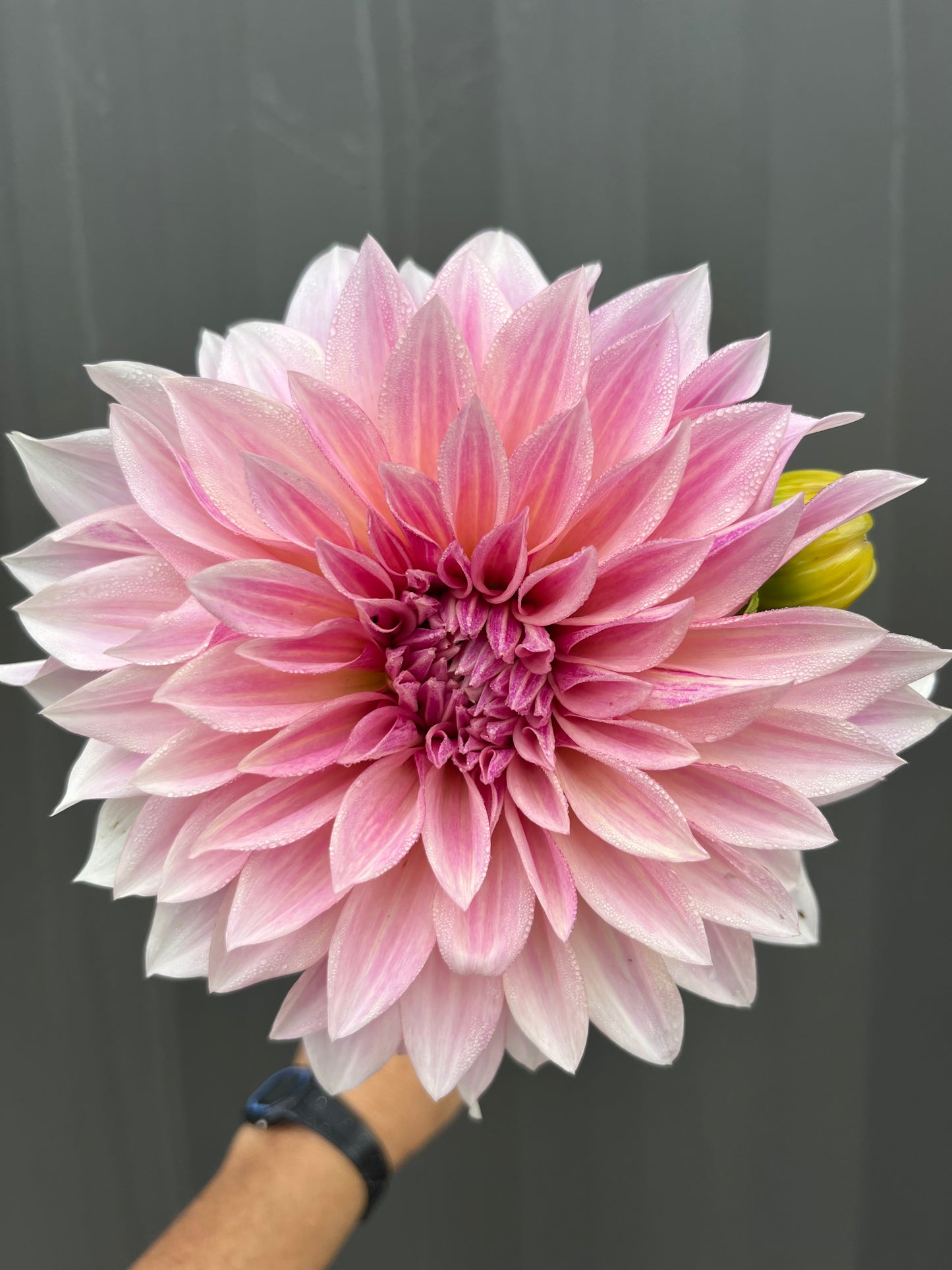 Cafe au Lait Dahlia Tuber