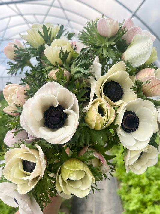 Anemones