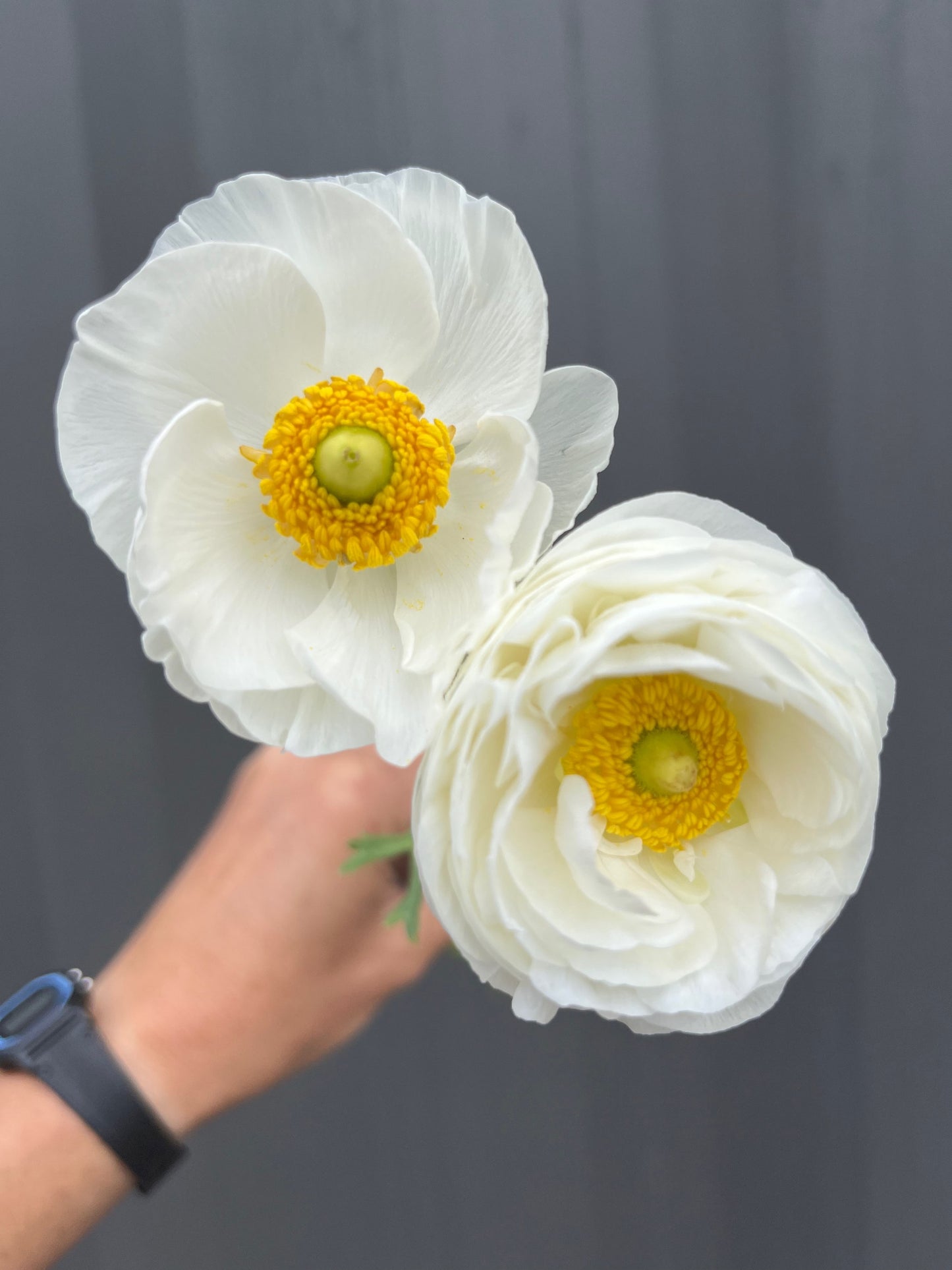 Ranunculus Tecolote Varieties