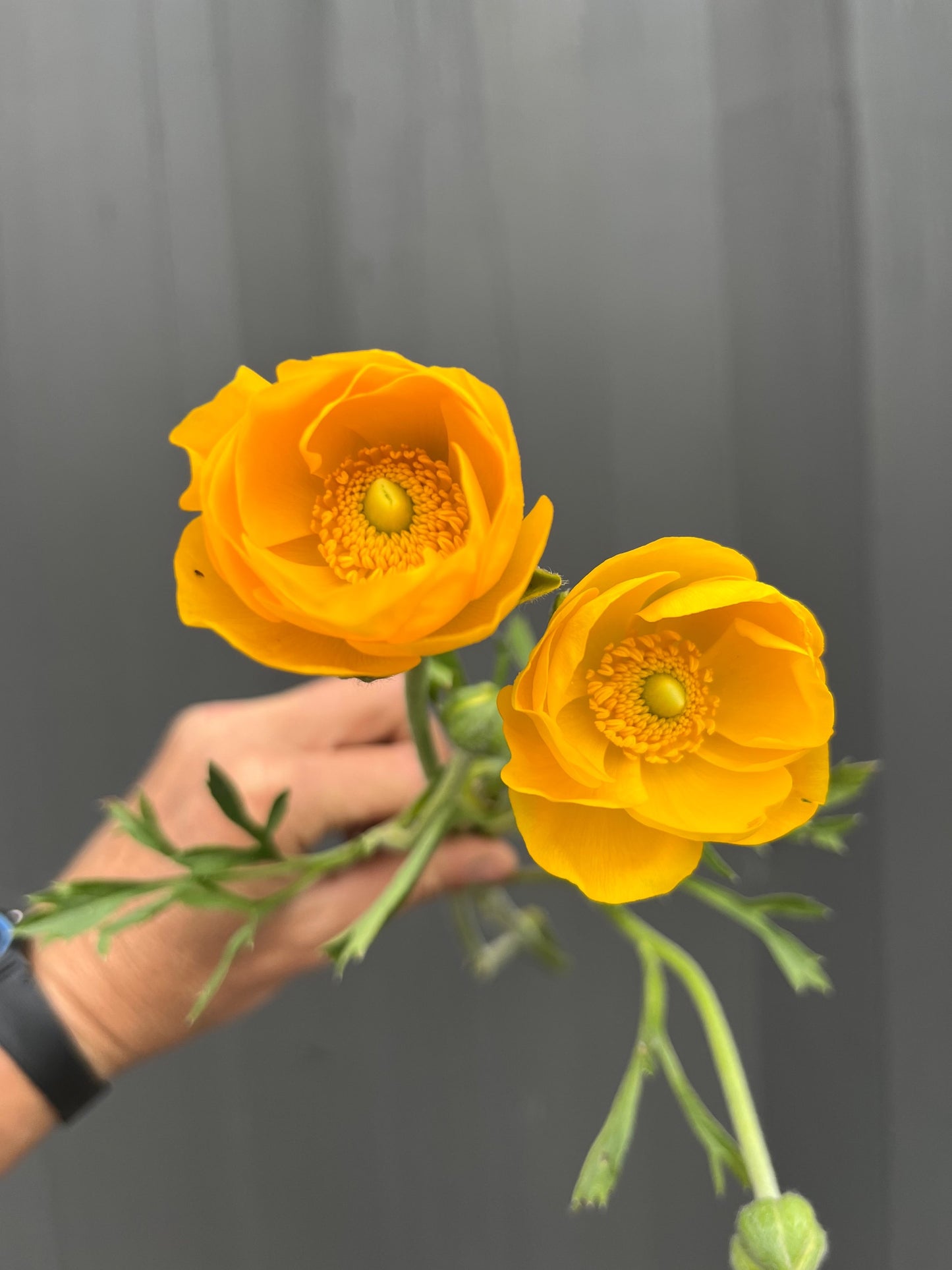 Ranunculus Tecolote Varieties