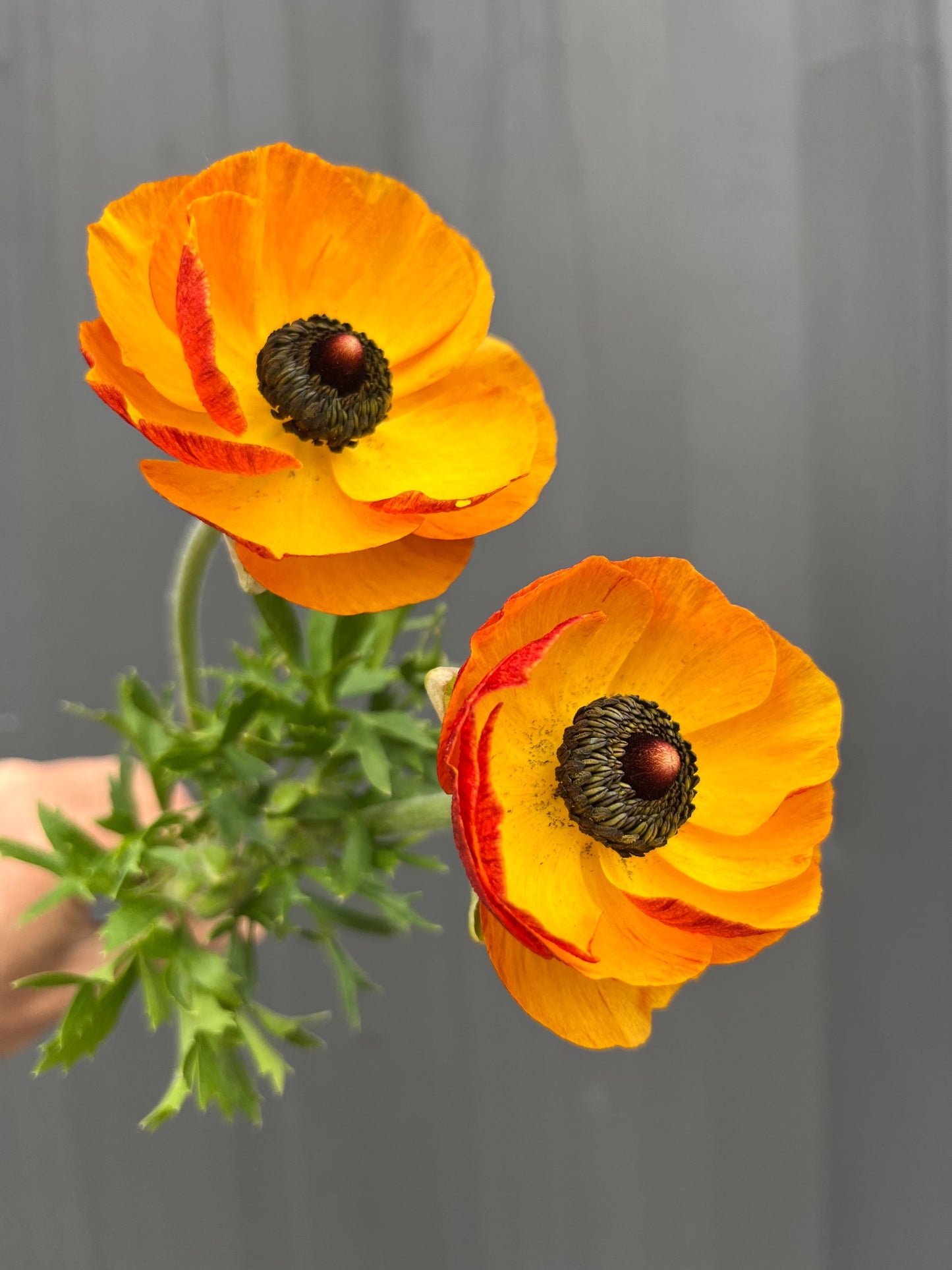 Ranunculus Tecolote Varieties