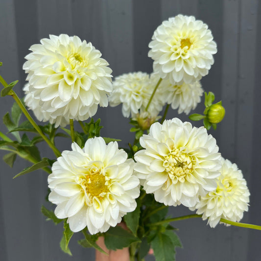 White Wizard Dahlia Tuber