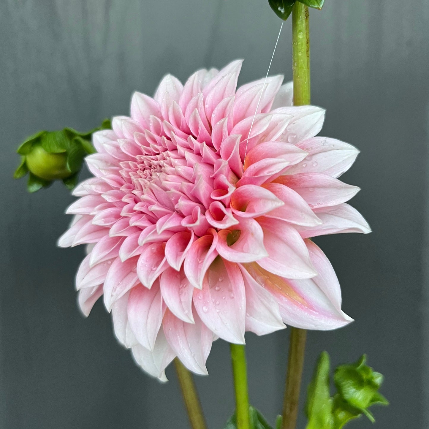 Peaches N' Cream Dahlia Tuber